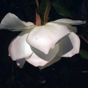 WHITE ROSE ~ COPY OF MY PHOTO 8" x 10"